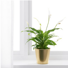 Load image into Gallery viewer, IKEA Plant Pot, Brass colour, 12 cm
